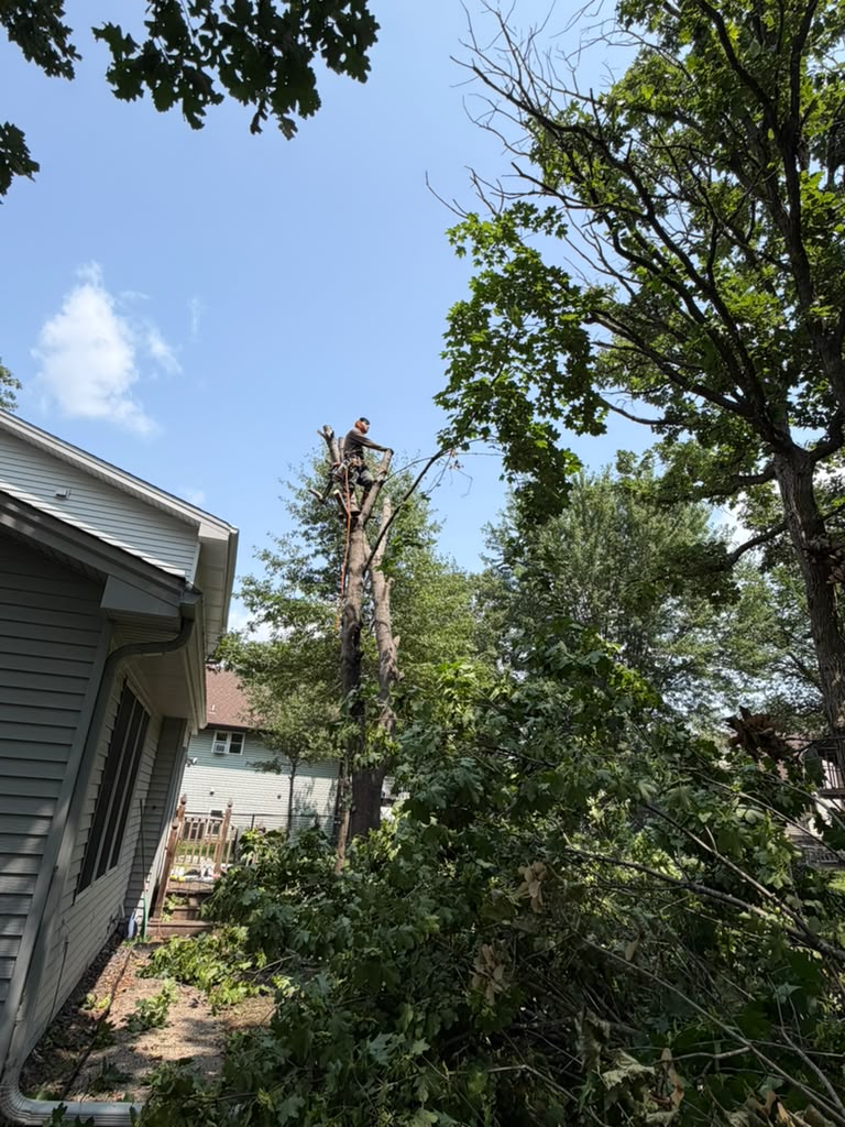Large oak tree removal project in Edina Minnesota residential neighborhood