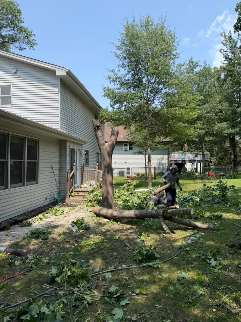 ISA certified arborist pruning large ash tree in Bloomington Minnesota