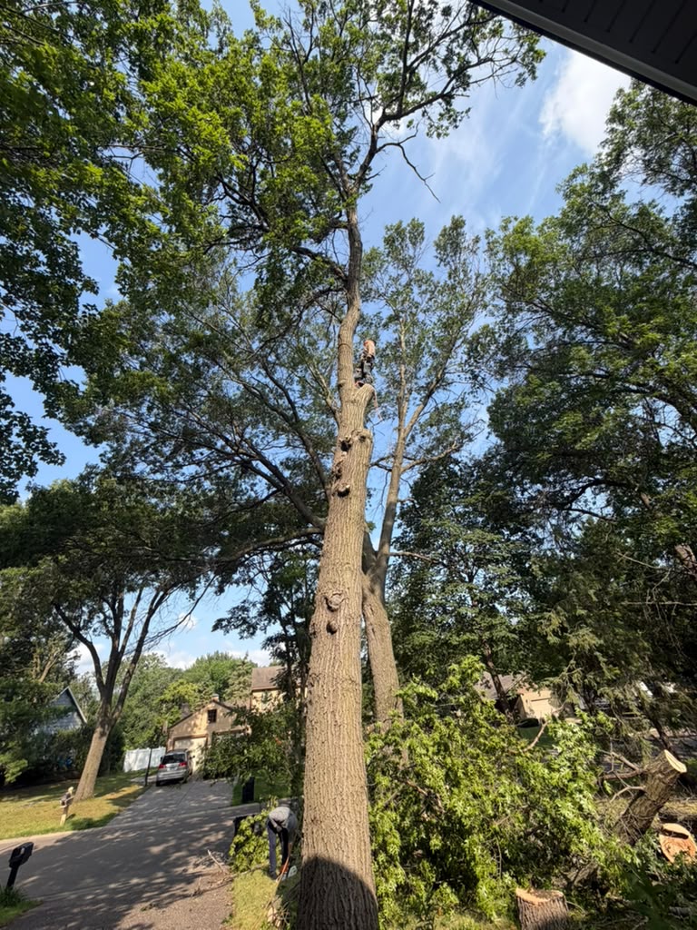 Stump grinding service removing large maple stump in Woodbury Minnesota