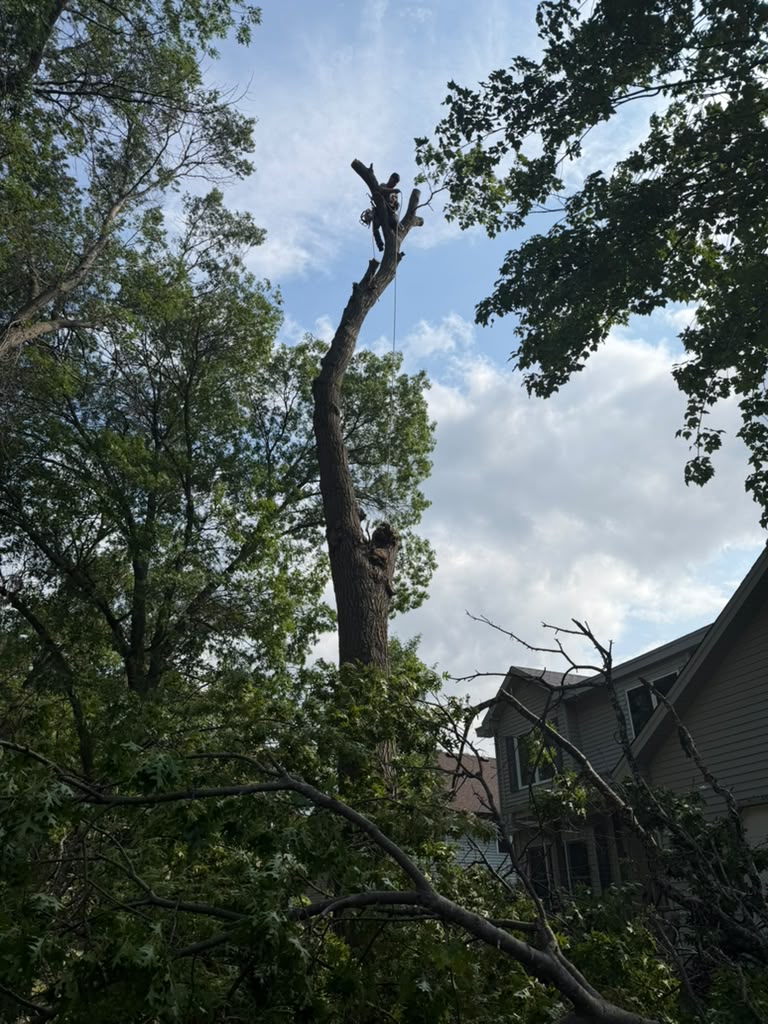 Dangerous pine tree removal with crane assistance in Maplewood Minnesota