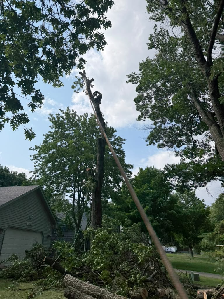Professional elm tree shaping and crown reduction in Roseville Minnesota