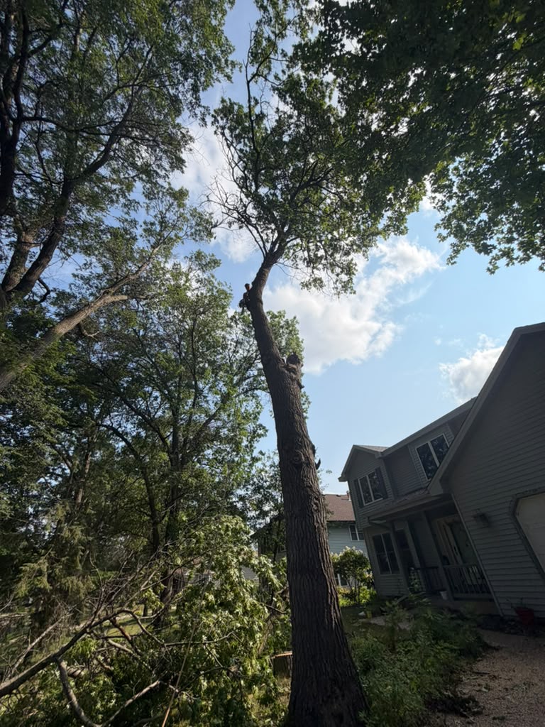 Large diseased maple tree removal in Plymouth Minnesota