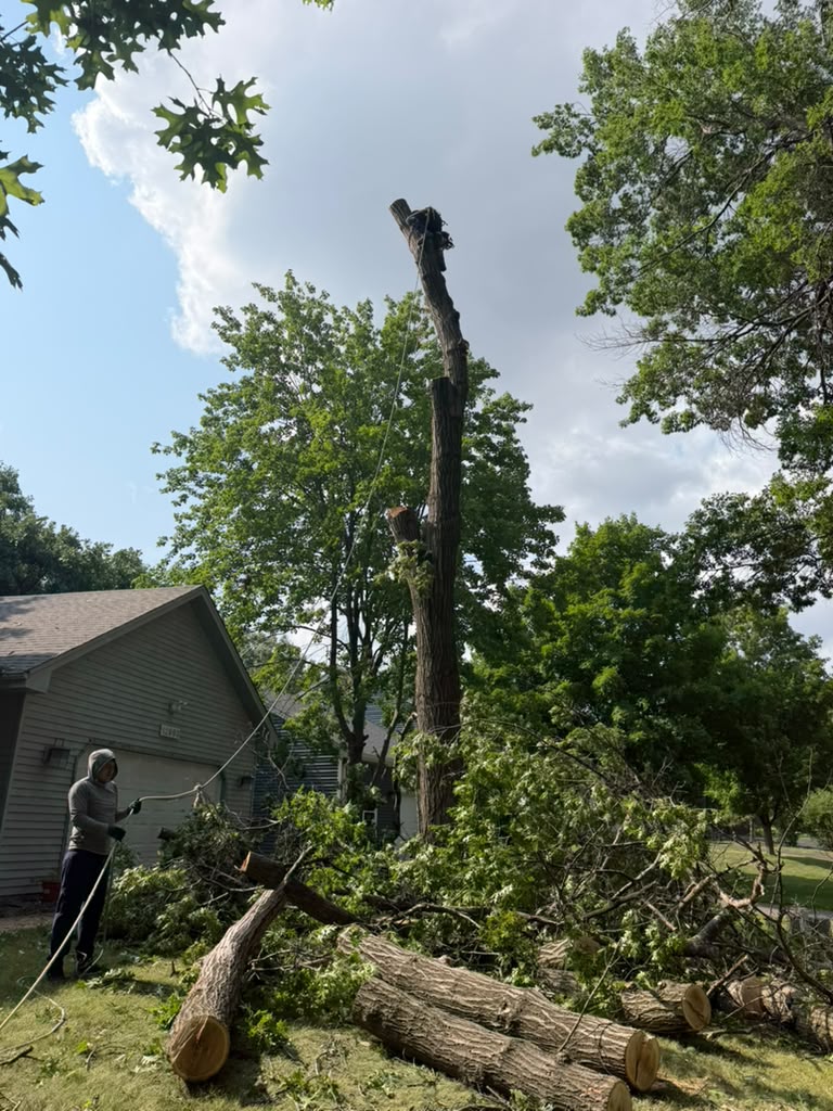 Professional tree removal service with crane and crew in Minneapolis Minnesota